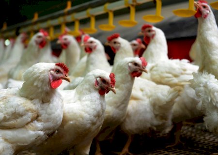 Frango: preços em alta no atacado e nas granjas paulistas