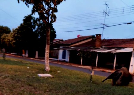 Polícia Ambiental resgata tamanduá no perímetro urbano de Itaporã