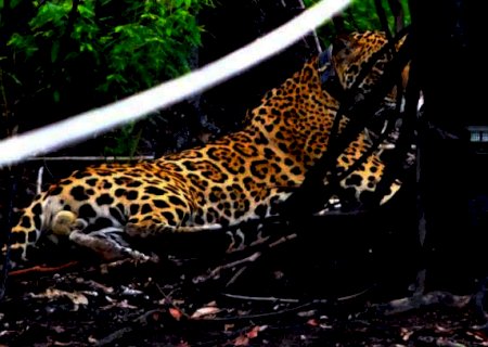 Onça resgatada com queimaduras e projétil no tórax anda 8 km por noite no Pantanal
