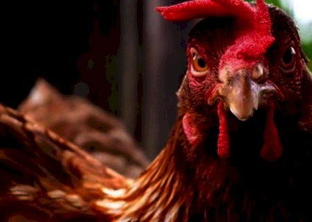 Em Itaporã mulher registra B.O contra vizinhos por galinhas invadirem sua propriedade