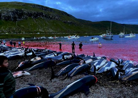 Morte de 1.400 golfinhos nas Ilhas Faroe choca até defensores de caça tradicional