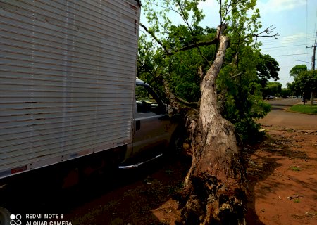 Em Itaporã árvore cai em cima de veículo parado