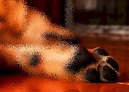 Homem é atacado por cachorro da raça Pitbull ao tentar salvar cão de estimação em Itaporã