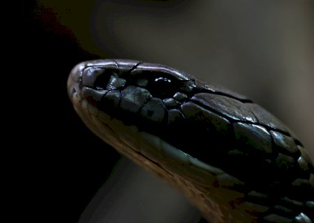 Mulher morre por picada de cobra, mas o verdadeiro assassino é seu marido