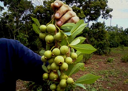 Guavira é o centro das atenções no mês de novembro no MS