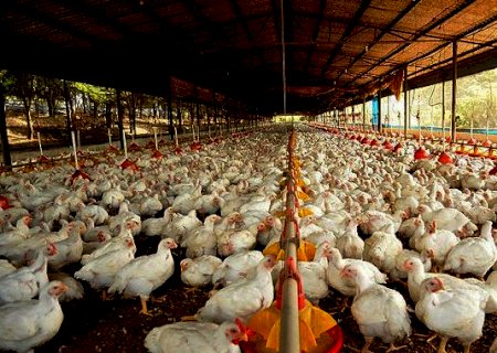 Situação da Avicultura de Corte no sul de Mato Grosso do Sul