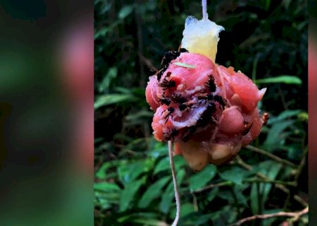 Essas abelhas carnívoras desenvolveram bactérias intestinais para comer carne