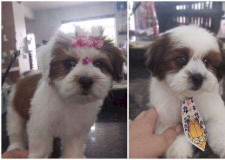 FILHOTES DA RACA SHIH TZU DISPONIVEIS PARA VENDA EM ITAPORÃ