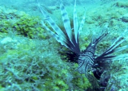 Governo alerta banhistas e pescadores sobre perigos do peixe-leão