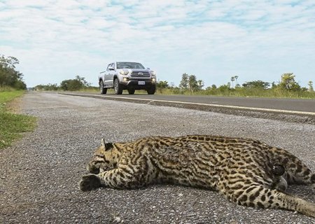 Estrada Viva cria medidas para reduzir atropelamento de animais, somente em 2021, 129 foram resgatados