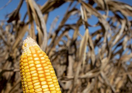 Sistema da Embrapa reduz risco climático para milho safrinha
