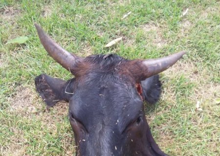 Moradora de Itaporã é surpreendido com cabeça de vaca em frente ao seu portão