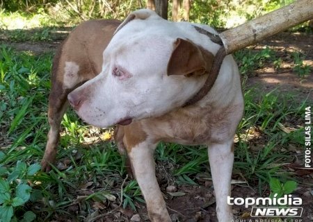 Mulher e cachorro são atacados por Pitbull em Dourados