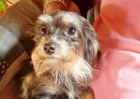 Itaporã: Procura-se cachorra desaparecida na cohab gratifica-se