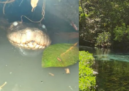 VÍDEO: 'Motel de sucuris' vira atração exótica que todo mundo quer conhecer em Mato Grosso do Sul