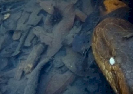 Sim, aquilo é a cabeça! Vídeo mostra sucuri caçando em Mato Grosso do Sul
