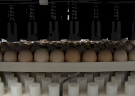 Exportações de material genético avícola crescem 91%
