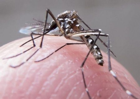 Veja as orientações sobre sintomas e prevenção da dengue