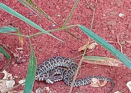 PMA captura serpente peçonhenta em quintal de residência em Jardim