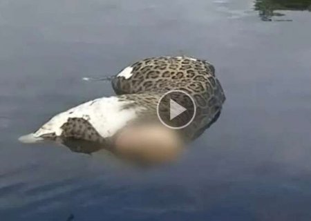 On&ccedil;a-pintada sem cabe&ccedil;a &eacute; encontrada morta no rio Paraguai-mirim