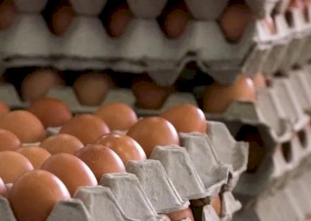 Tecnologia calcula pegada de carbono da produção em granjas de ovos