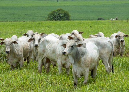Aftosa: 73 milhões de bovinos e bubalinos devem ser vacinados na primeira etapa da campanha