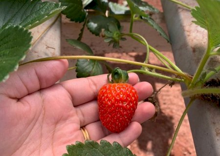 Acadêmicos da Unigran aumentam produtividade de morangos com projeto de luz artificial