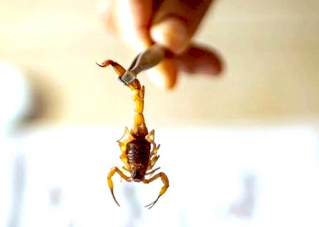 Aparecimento de escorpiões assusta moradores em Fátima do Sul
