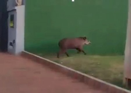 Anta é Avistada em Bairro Residencial de Itaporã Durante a Madrugada (Vídeo)