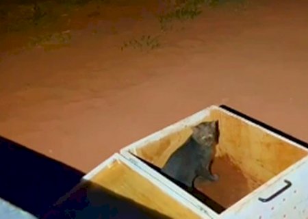 Polícia Ambiental de Amambai Resgata Jaguarundi em Residência