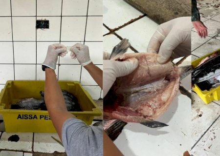 Mergulhador é contratado para furtar peixes de empresa avaliados em mais de R$ 1 milhão em MS