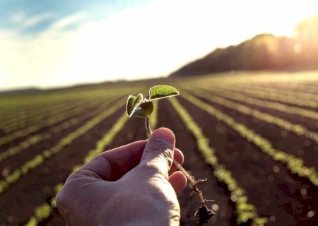 Itaporã Entre os Municípios Mais Avançados no Plantio de Soja em Mato Grosso do Sul