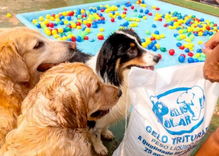 É protetor de animais? Governo de MS estabelece normas para certificação estadual