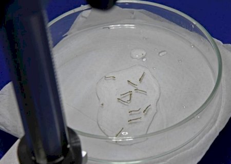 Novo boletim aponta para quase 300 notificações de dengue em MS