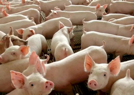 Chile passará a importar carne suína do Paraná