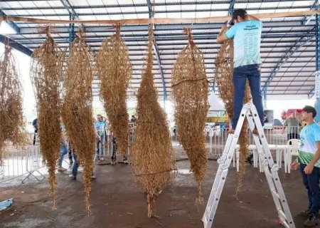 Maior pé de soja solteiro do mundo é brasileiro e produziu 17.799 vagens com sementes