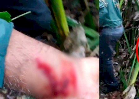 Durante buscas, onça retorna ao corpo da vítima e ataca equipe no Pantanal (vídeo)