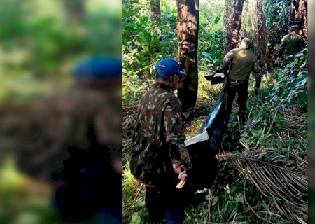 Pantanal: On&ccedil;a que matou Jorginho pode ter atacado por fome, diz PMA