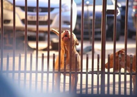 Ataque de pitbulls reacende alerta sobre cria&ccedil;&atilde;o e puni&ccedil;&otilde;es