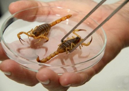 Calor e umidade disparam ataques de escorpiões em MS e deixam crianças em maior risco