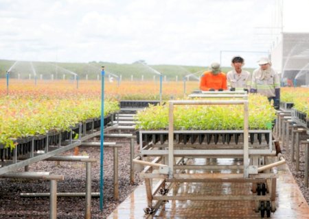 Com salário de R$ 7,5 mil, Bracell e MS Florestal abrem inscrições para Programa Trainee