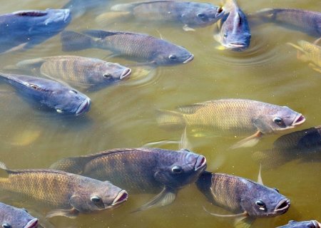 Exportação de pescados quintuplica em MS, mas tilápia enfrenta risco de restrição nacional