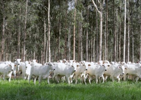 Produtores têm até dia 1º para fazer declaração e atualização de rebanhos no Estado