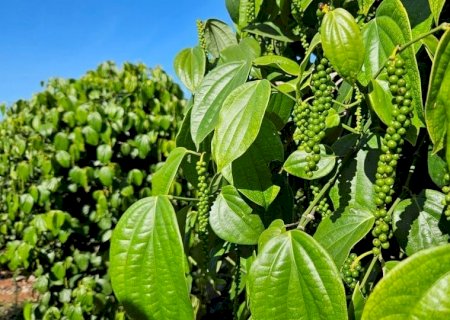 Pimenta-do-reino bate recorde de exportações em 2025