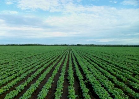 Novembro consolida preços de soja, mas clima preocupa produtores: safra corre risco?