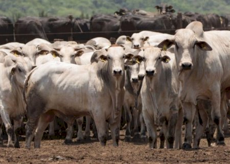 Venda de sêmen cresce 11,7% no 3º trimestre de 2025, para 8,3 milhões de doses