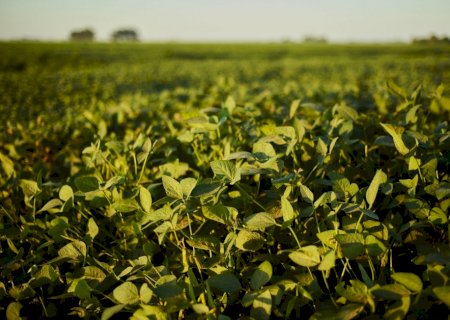 Alta ou queda? Saiba as cotações de soja na primeira segunda-feira de dezembro