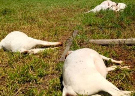 Gado morre após poste de energia cair e eletrocutar animais no MS