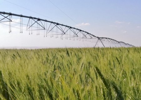 Irrigação no momento certo reduz em 50% as emissões do trigo no Cerrado, revela Embrapa