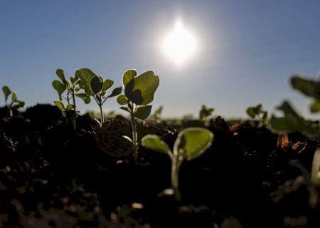 Conab: plantio de soja chega a 86% no Brasil; dois estados concluem a semeadura